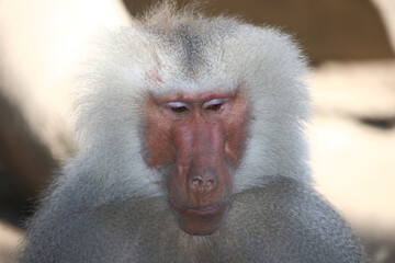 Mantelpavian / Hamadryas baboon / Papio hamadryas.