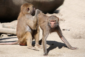 Mantelpavian / Hamadryas baboon / Papio hamadryas.