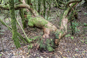 warped log in lush forest at Chao des Lauros, Madeira