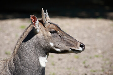 Nilgauantilope / Nilgai antelope / Boselaphus tragocamelus