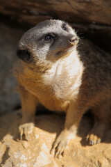 Erdmännchen / Suricate or Meerkat / Suricata suricatta