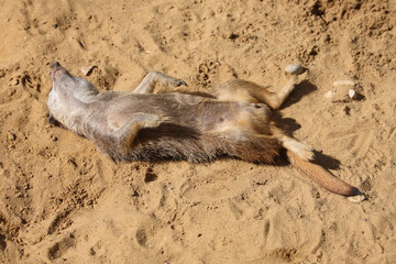 Obraz premium Erdmännchen / Suricate or Meerkat / Suricata suricatta.
