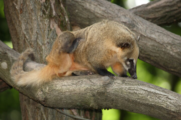 Südamerikanischer Nasenbär / South American coati / Nasua nasua