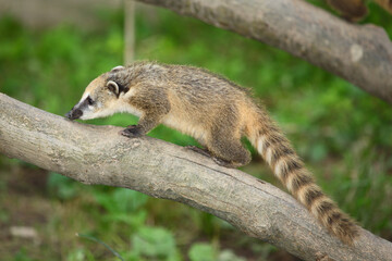 Südamerikanischer Nasenbär / South American coati / Nasua nasua