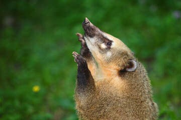 Südamerikanischer Nasenbär / South American coati / Nasua nasua