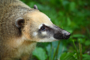 Südamerikanischer Nasenbär / South American coati / Nasua nasua