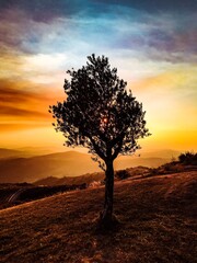 Fototapeta na wymiar tree silhouette in the sunset of tras-os-montes