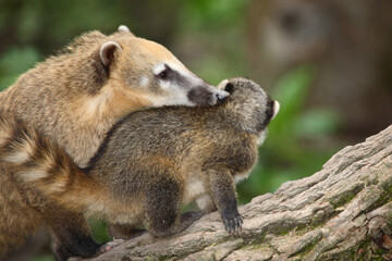 Südamerikanischer Nasenbär / South American coati / Nasua nasua.