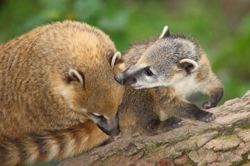 S&uuml;damerikanischer Nasenb&auml;r / South American coati / Nasua nasua.