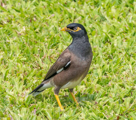 Colorful Myna Bird Waikiki Honolulu Hawaii