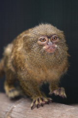 Zwergseidenäffchen / Pygmy marmoset / Cebuella pygmaea - Callithrix pygmaea.