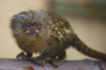 Zwergseidenäffchen / Pygmy marmoset / Cebuella pygmaea - Callithrix pygmaea.