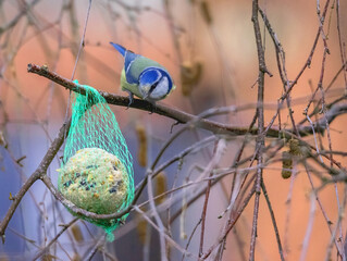 titmouse on a branch observing a ball of food