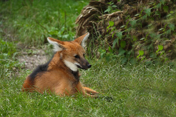Mähnenwolf / Maned wolf / Chrysocyon brachyurus
