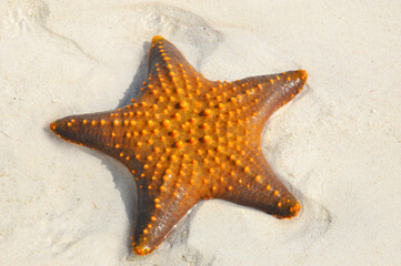 Zanzibar, Tanzania starfish or sea stars are echinoderms belonging to the class Asteroidea. The names 