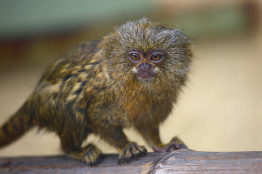 Zwergseiden&auml;ffchen / Pygmy marmoset / Cebuella pygmaea - Callithrix pygmaea.