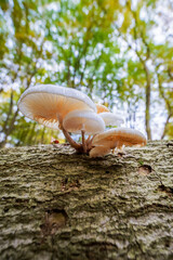 white porcelain mushrooms on tree trunk seen with frog perspective