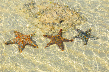 Zanzibar, Tanzania starfish or sea stars are echinoderms belonging to the class Asteroidea. The names 