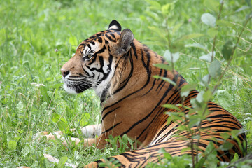 Sumatra-Tiger / Sumatran tiger / Panthera tigris sumatrae