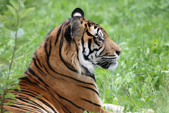 Sumatra-Tiger / Sumatran tiger / Panthera tigris sumatrae