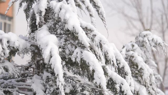 Pine trees branches in snow after snowfall in winter city