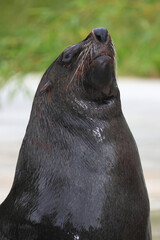 Südafrikanischer Seebär / Brown fur seal / Arctocephalus pusillus