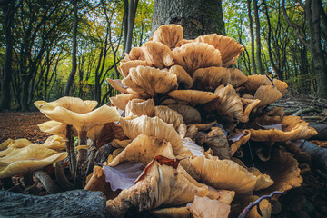 Large white-brown fungi have grown against a tree stump which is dying and rotting