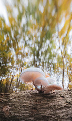 white porcelain mushrooms on tree trunk seen with frog perspective