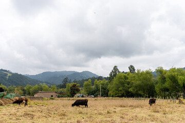 A day in the village