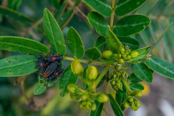 A day in the village