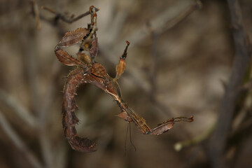 Naklejka premium Australische Gespenstschrecke / Macleay's spectre or Giant prickly stick insect / Extatosoma tiaratum