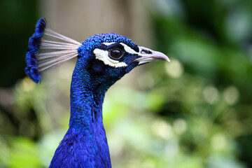 Blauer Pfau / Indian peafowl / Pavo cristatus