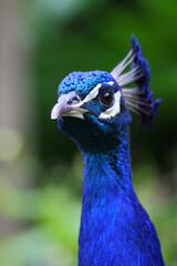 Fototapeta premium Blauer Pfau / Indian peafowl / Pavo cristatus