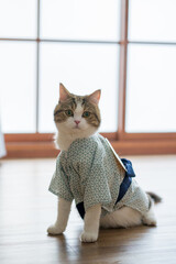 travel japan concept with scottish cat wear japan style cloth