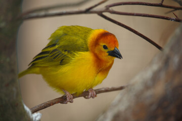 Genickbandweber / Taveta weaver / Ploceus castaneiceps - Hyphantornis castaneiceps
