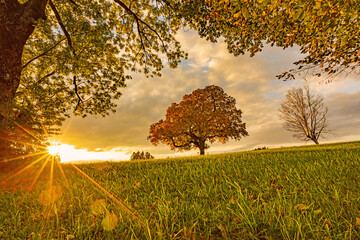 Herbst - Allgäu - Sonnenuntergang - Baum - Bayern