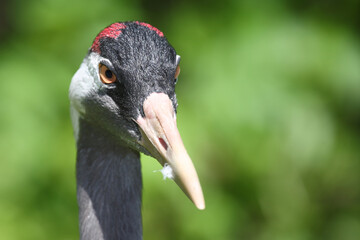 Grauer Kranich / Common crane / Grus grus