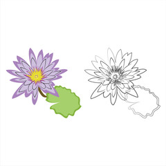 water lily flower and white background