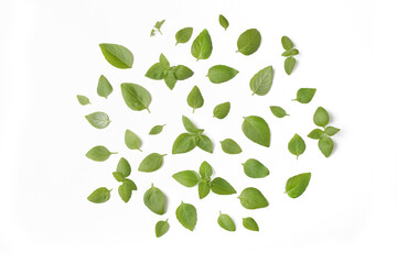 Basil leaves isolated on white background, 
for your design