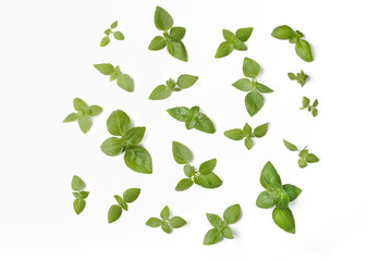 Basil leaves isolated on white background, 
for your design