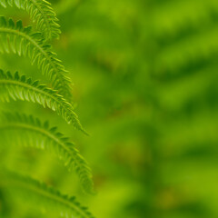 Bright green spring ferns with a few leaves on the left side in focus and a large area out of focus for copy.
