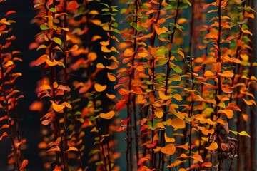 autumn leaves background,november colors,autumn colorful bush,art background
