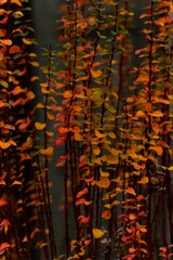 autumn leaves background,november colors,autumn colorful bush,art background