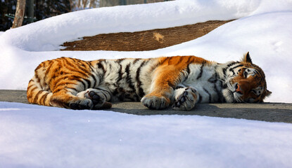 In winter Amur Siberian tiger is a Panthera tigris tigris population in the Far East, particularly...
