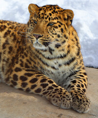 Fototapeta na wymiar Amur leopard is a leopard subspecies native to the Primorye region of southeastern Russia and the Jilin Province of northeast China.