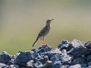 Fototapeta premium Paddyfield pipit in his Natural Habitat