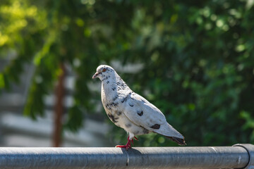 White dove sitting on a pole in a public space