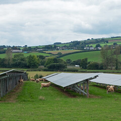 Sheep kept to graze farmland in Devon UK supporting arrays of solar panels. Areas underneath the panels would be otherwise prohibitively difficult for cutting due to limited   accessibility
