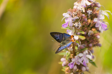 butterfly on a flower