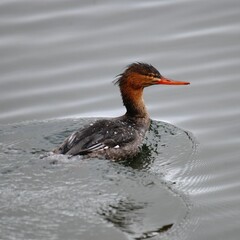 Red-Breasted Merganser